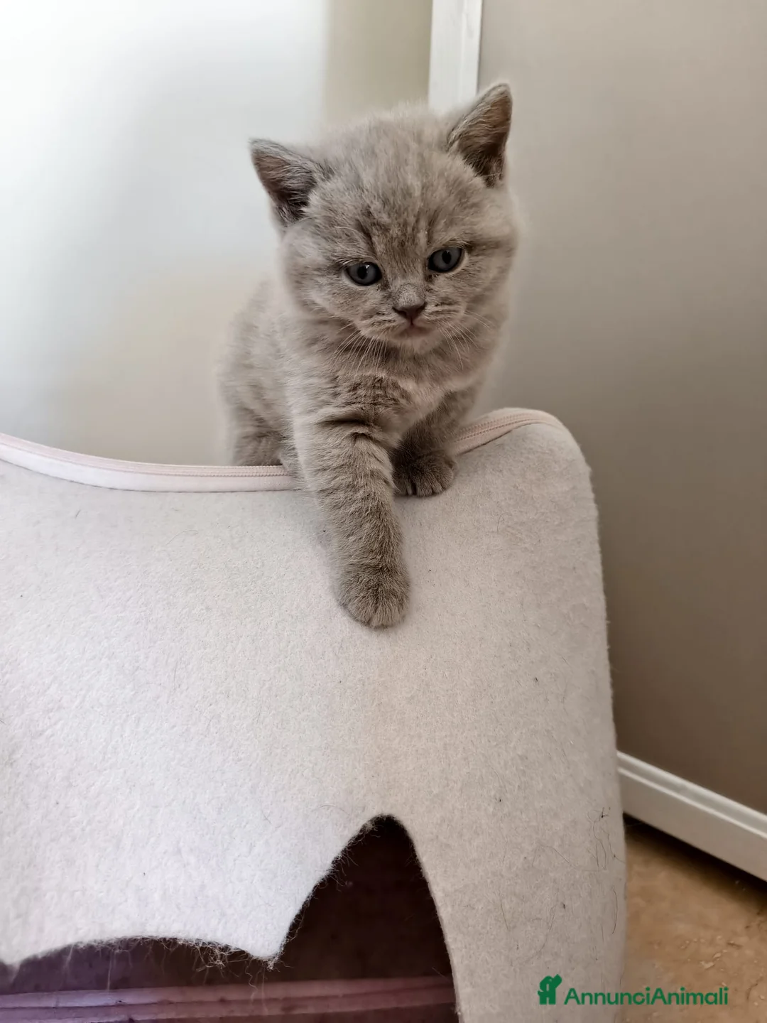British gatti in vendita: British Shorthair color Lilac - Annuncio 2