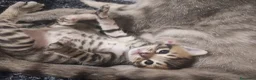 Meticcio gatti in regalo: Gattini a Provincia di Pordenone - Annuncio 1
