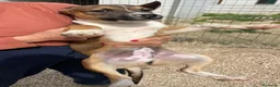 Meticcio cani in regalo: DOLCE MIX MOLOSSINO - Annuncio 8