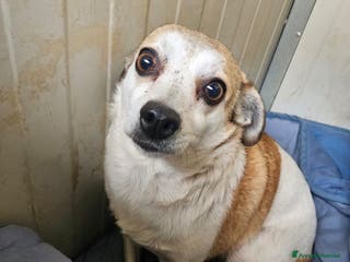 Meticcio cani Dixie: 6 kg, 4 anni. Timida ma dolce - Annuncio 42