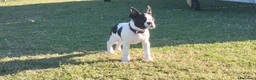 Boston Terrier cani in vendita: Cucciolo maschio di Boston Terrier - Annuncio 3