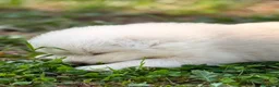 Samoiedo cani in vendita: Cuccioli di Samoiedo - Annuncio 6
