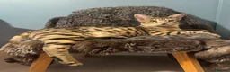 Savannah gatti in vendita: Splendidi cuccioli di gatto Savannah – 4 mesi  - Annuncio 5