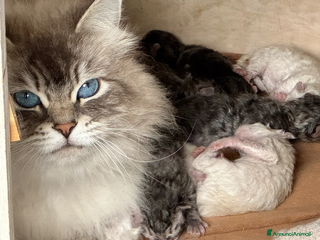 Siberiano gatti in vendita: cuccioli di gatto siberiano ANFI - Annuncio 1