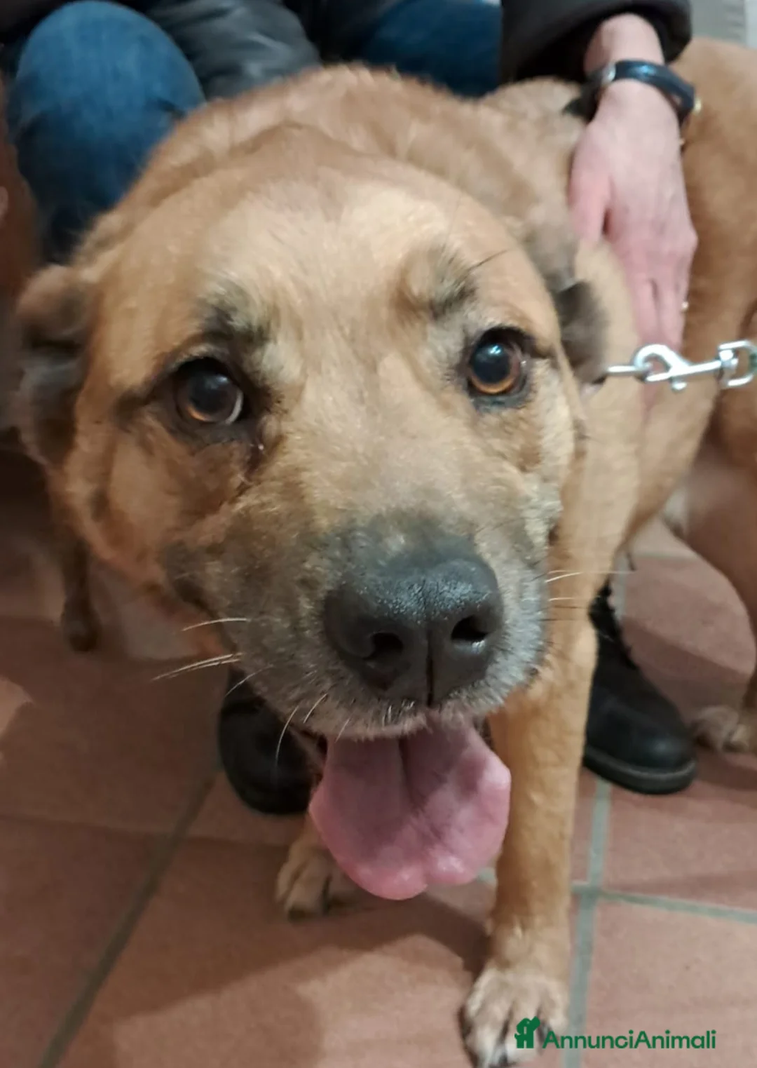 Meticcio cani in regalo: 6anni femmina RINUNCIA DI PROPRIETÀ!PISTOIA URGENT - Annuncio 4