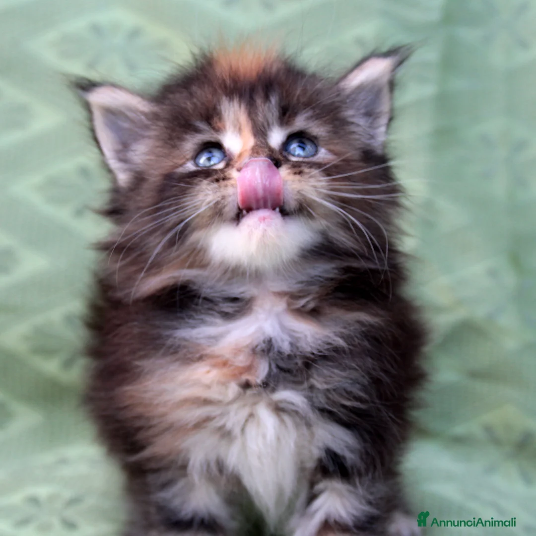 Immagine della galleria {{count}}