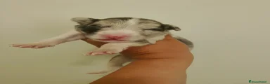 Border Collie maschio slate merle 