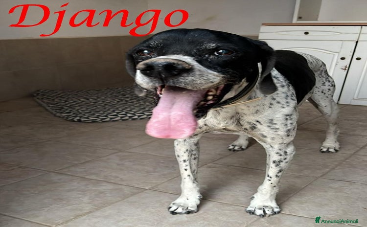 Pointer cani  Dolcissimo cane in adozione, DJANGO! - Annuncio 1