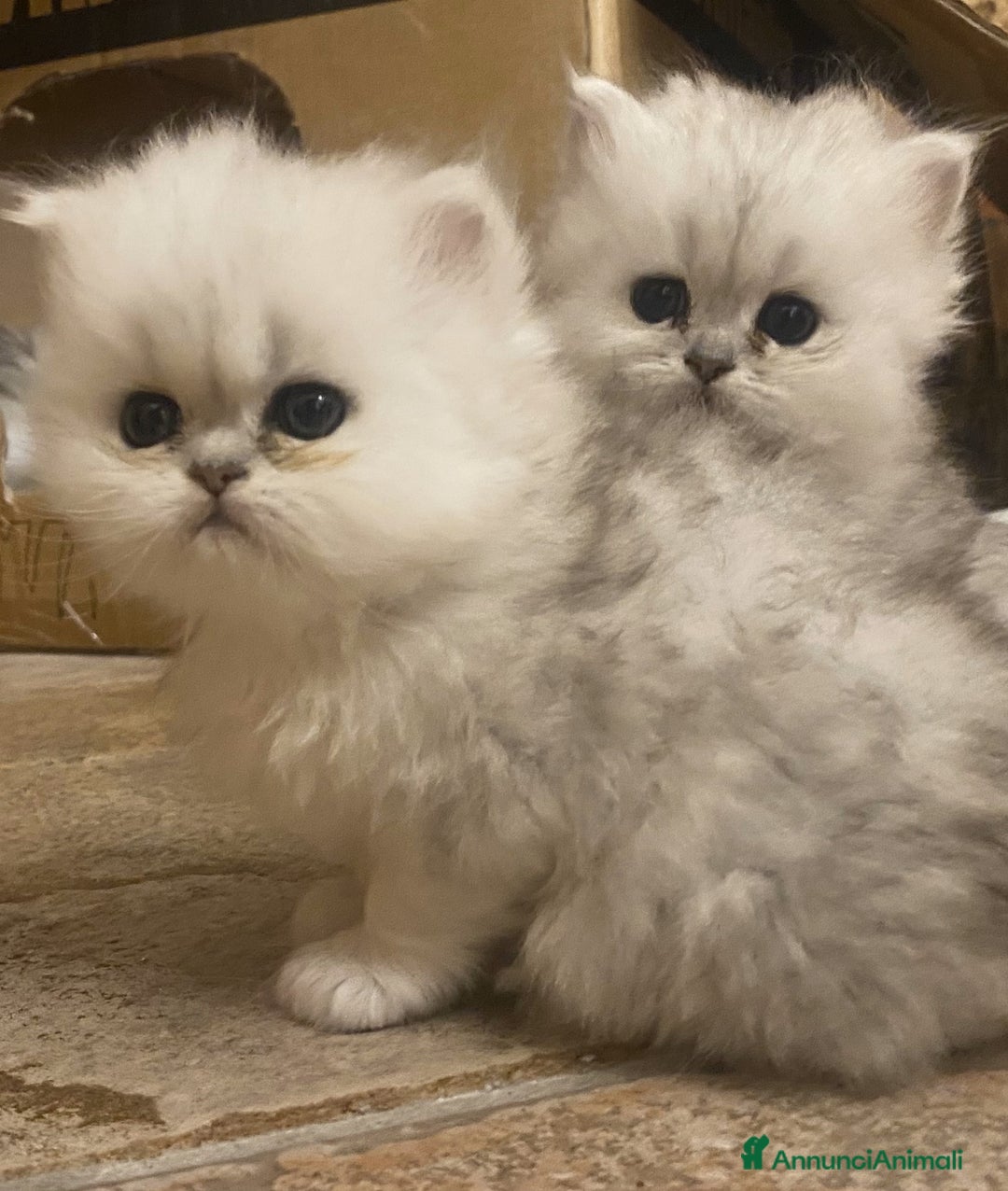 Immagine della galleria {{count}}