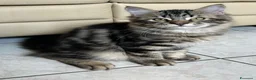 Siberiano gatti in vendita: Cuccioli Siberiano - Annuncio 14