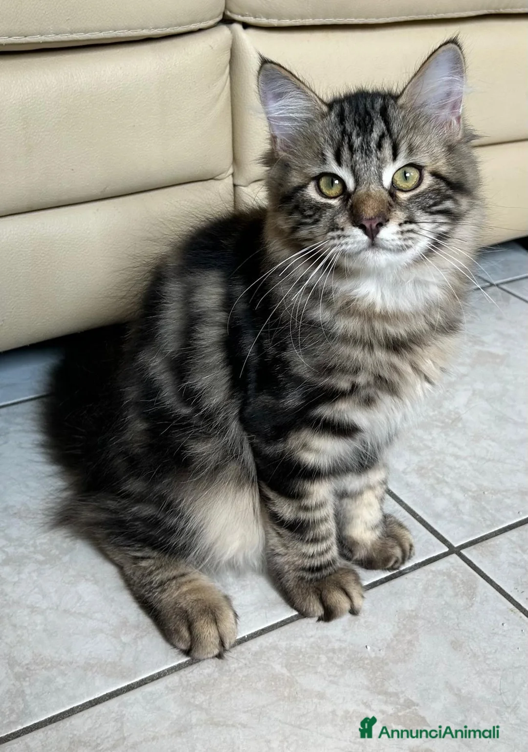 Siberiano gatti in vendita: Cuccioli Siberiano - Annuncio 14