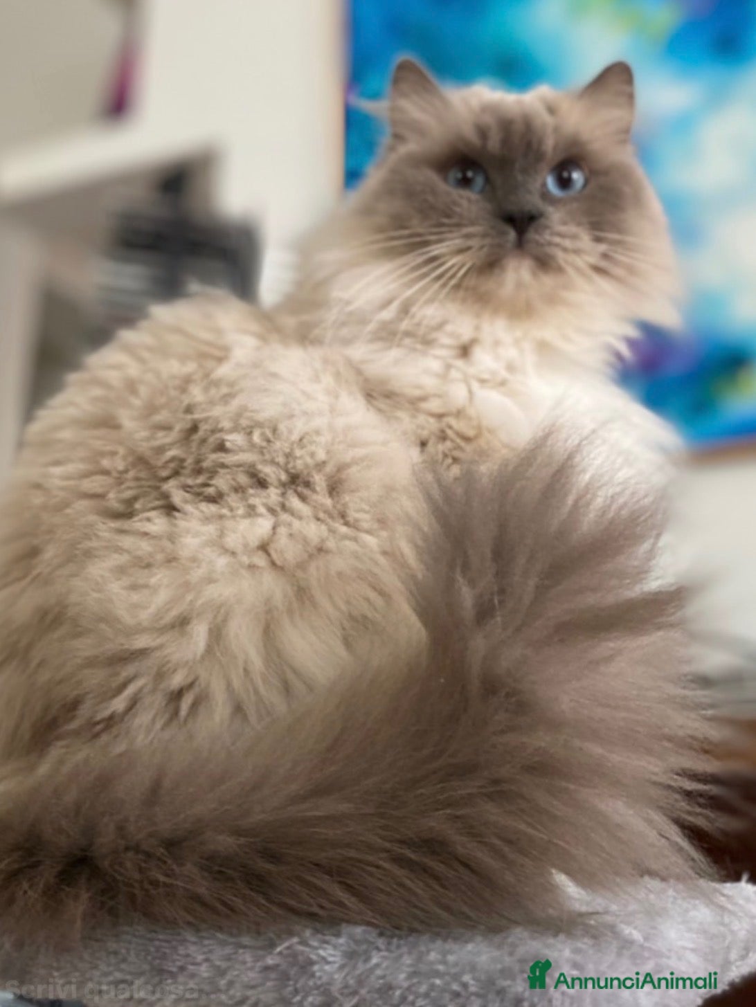 Ragdoll gatti in vendita: Tre cucciole di ragdoll, tre meraviglie! 🐾💙 - Annuncio 1