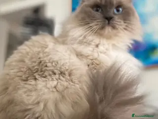 Ragdoll gatti Tre cucciole di ragdoll, tre meraviglie! 🐾💙 - Annuncio 10