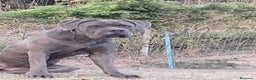 Cane Corso cani in vendita: cuccioli di cane corso  - Annuncio 8