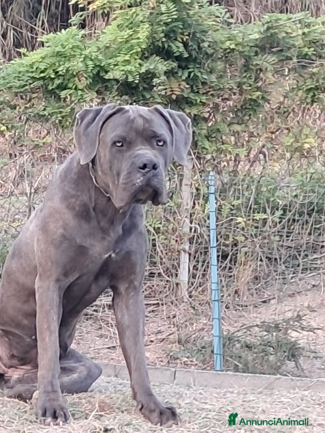 Cane Corso cani in vendita: cuccioli di cane corso  - Annuncio 8
