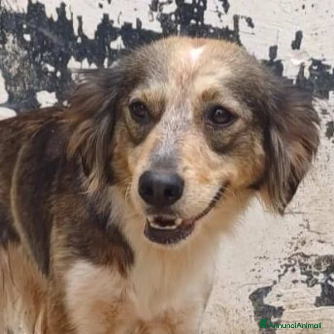 Meticcio cani in regalo: PERLA affettuosa mix setter - Annuncio 2