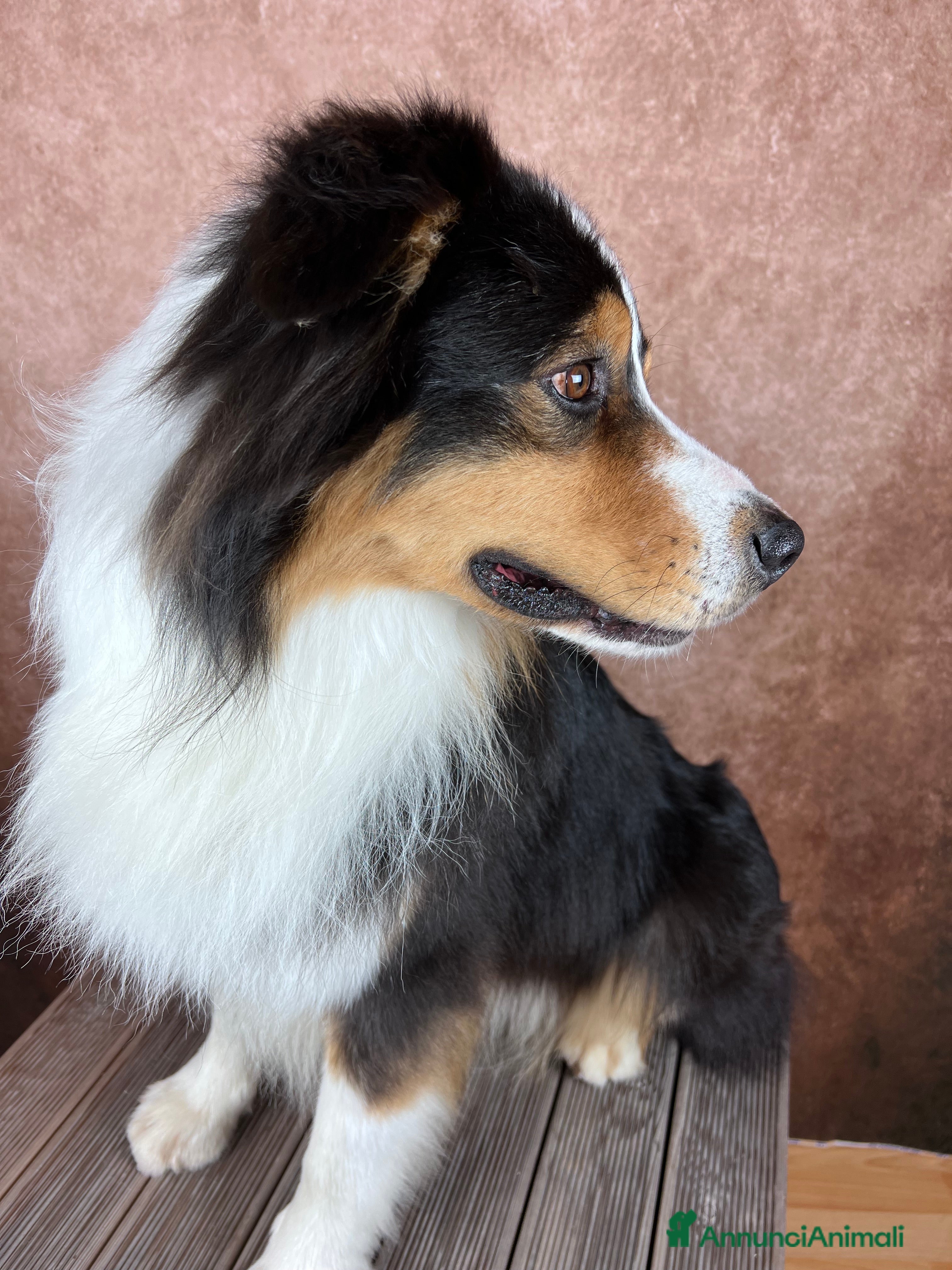 Australian Shepherd cani Adulto australian shepherd  a Provincia di Rimini - Annuncio 9