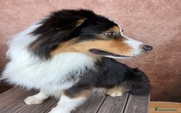 Australian Shepherd cani in vendita: Adulto australian shepherd  a Provincia di Rimini - Immagine 1