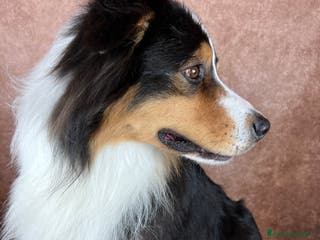 Australian Shepherd cani Adulto australian shepherd a Provincia di Rimini - Annuncio 14