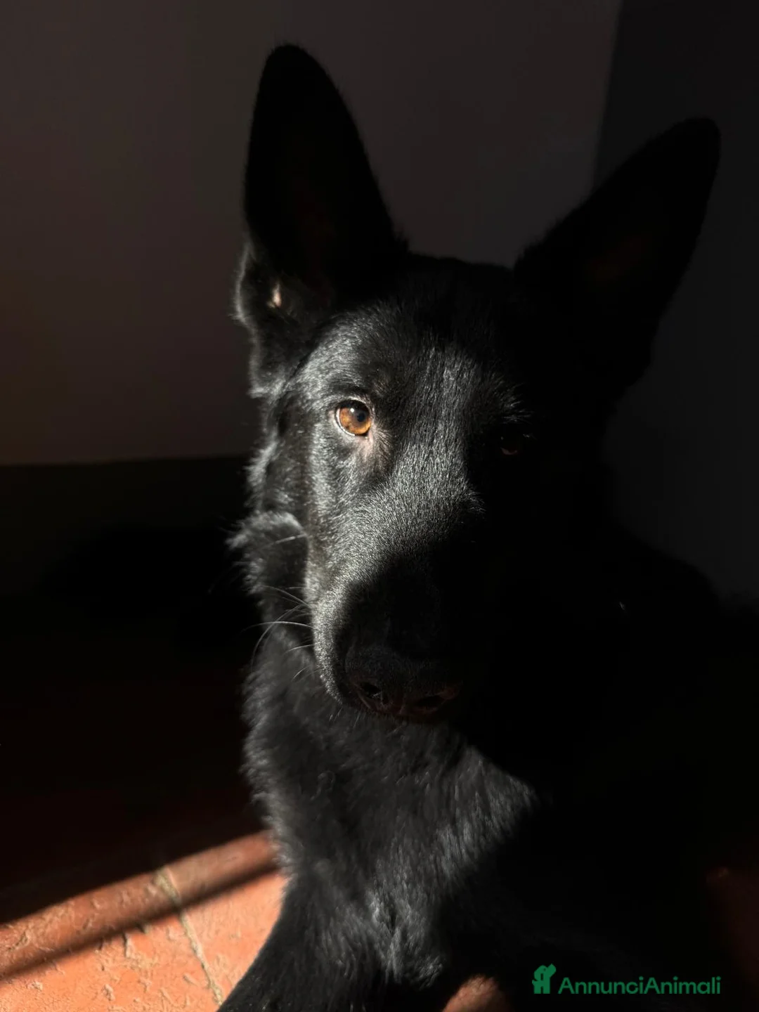 Pastore Tedesco cani in vendita: Pastore tedesco in vendita  a Città Metropolitana di Firenze - Annuncio 1