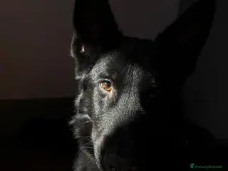 Pastore Tedesco cani Pastore tedesco in vendita a Città Metropolitana di Firenze - Annuncio 7