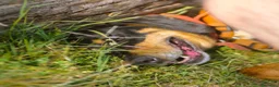 Meticcio cani in regalo: Skylar, stupenda simil segugia - Annuncio 9