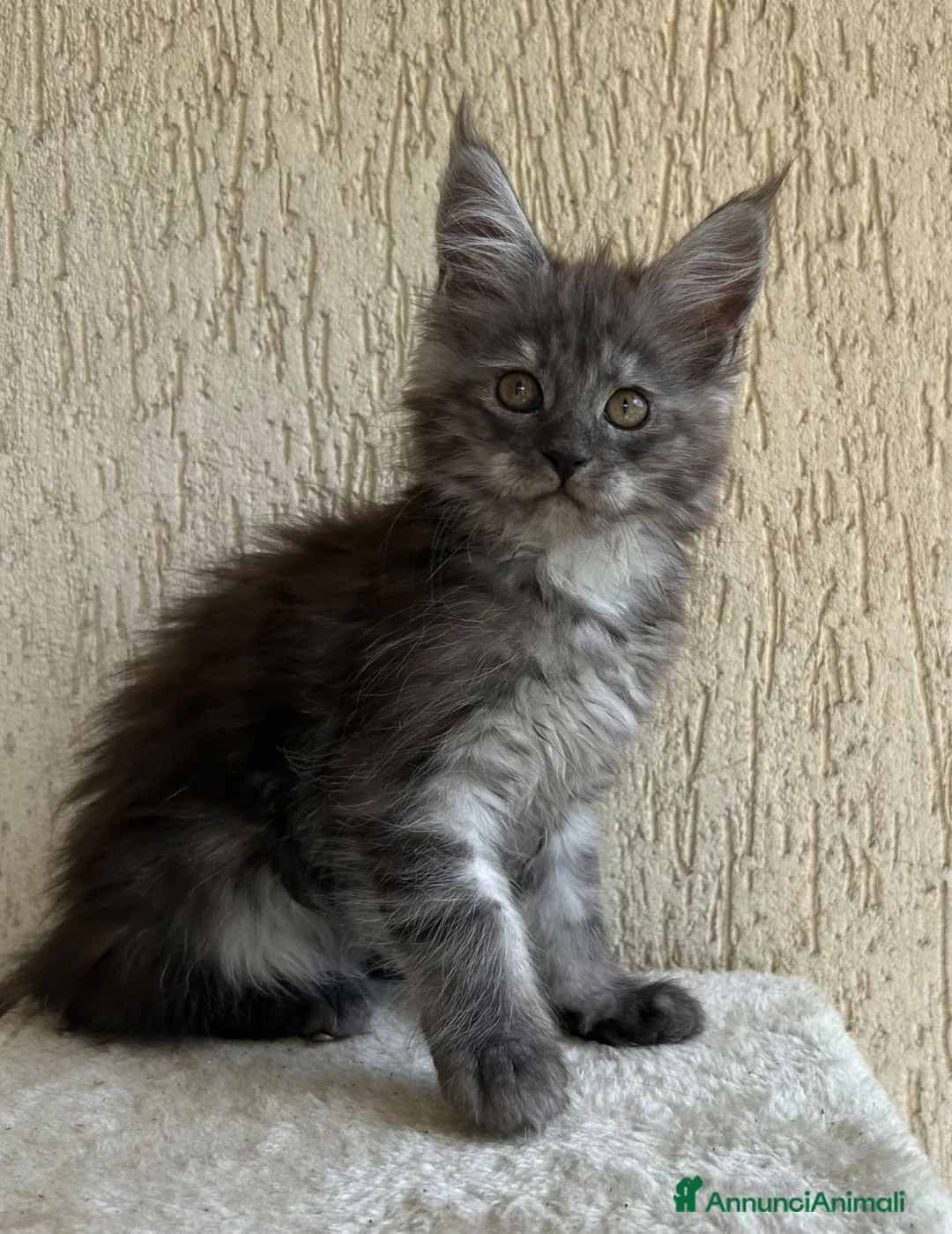 Maine Coon gatti in vendita: Maine Coon - Annuncio 3