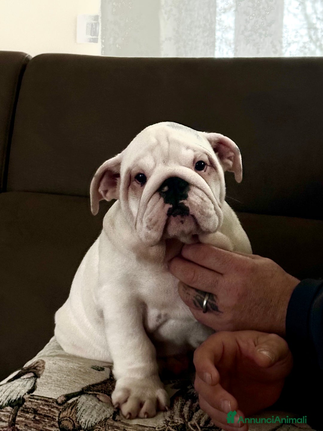 Bulldog cani in vendita: Bulldog inglese cuccioli - Annuncio 3