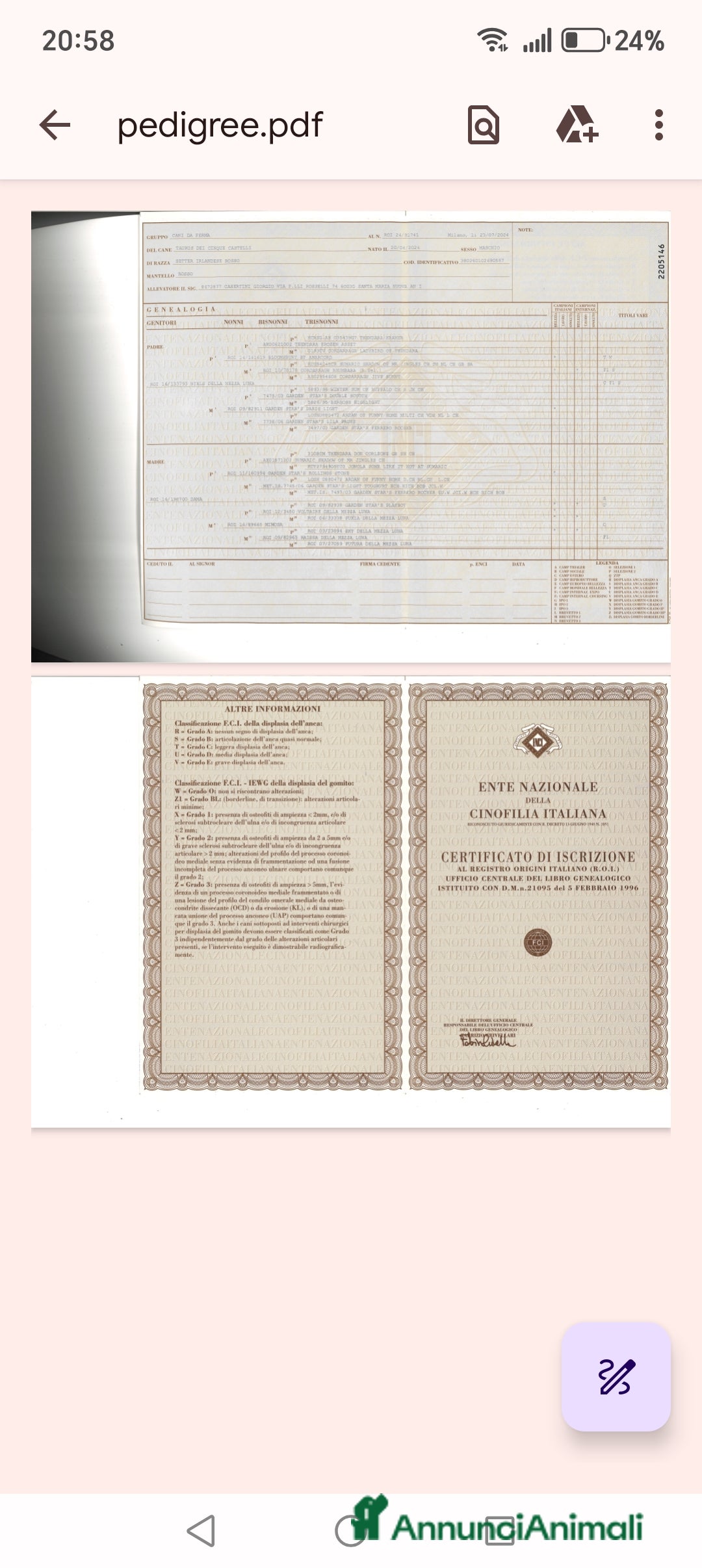 Setter Irlandese cani Setter Irlandese stupenda cucciolata  - Annuncio 2