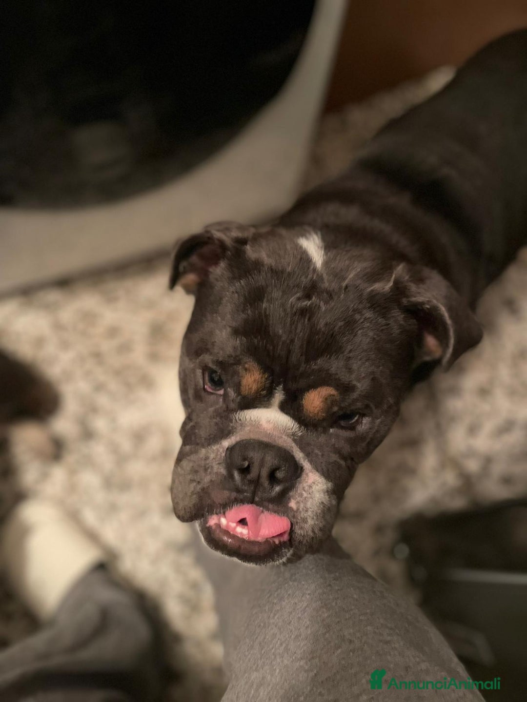 Meticcio cani in vendita: bulldog inglese senza pedigree - Annuncio 6