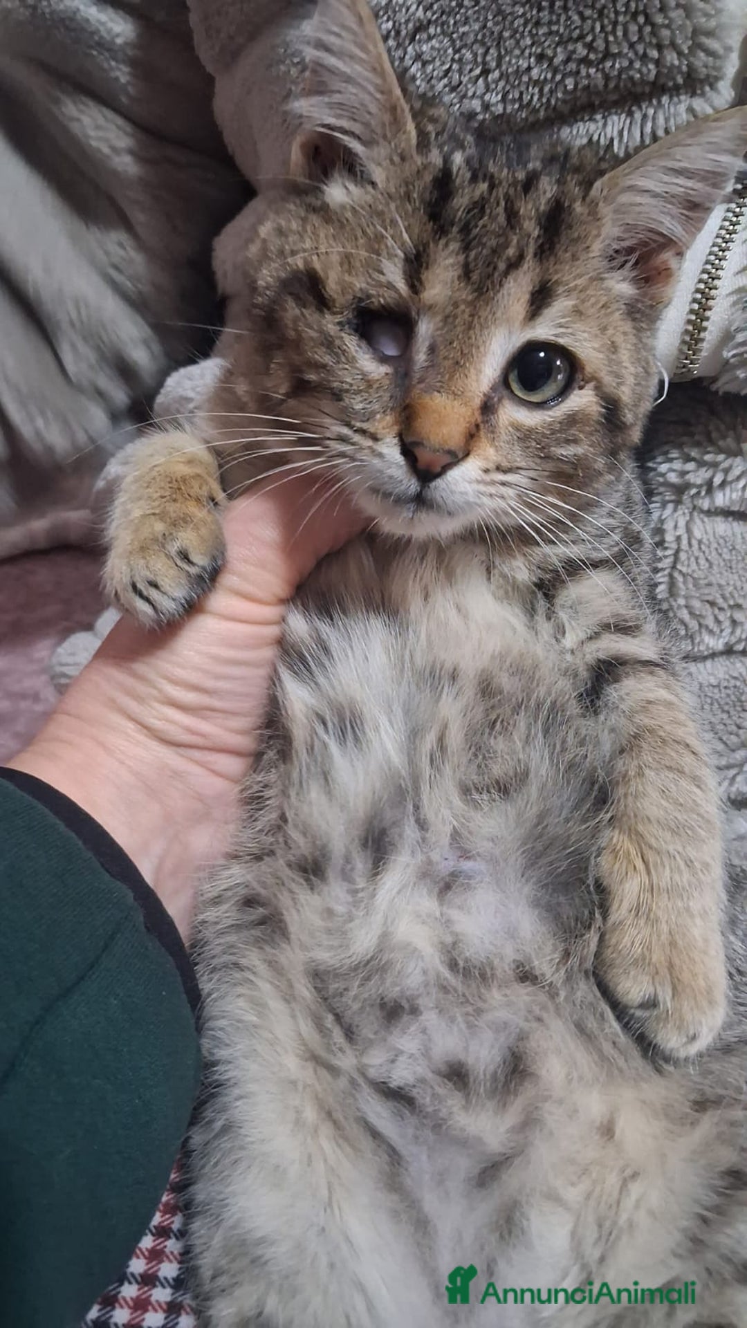 Altre razze gatti in regalo: GATTINI SPECIALI  - Annuncio 14