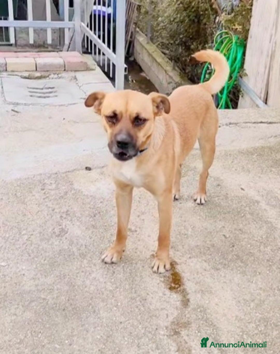 Meticcio cani in regalo: 1anno SALITO A MILANO E TORNATO IN CALABRIA!SOS a Città metropolitana di Milano - Annuncio 2