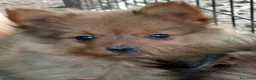 Spitz cani in vendita: Cuccioli spitz piccolo  - Annuncio 3