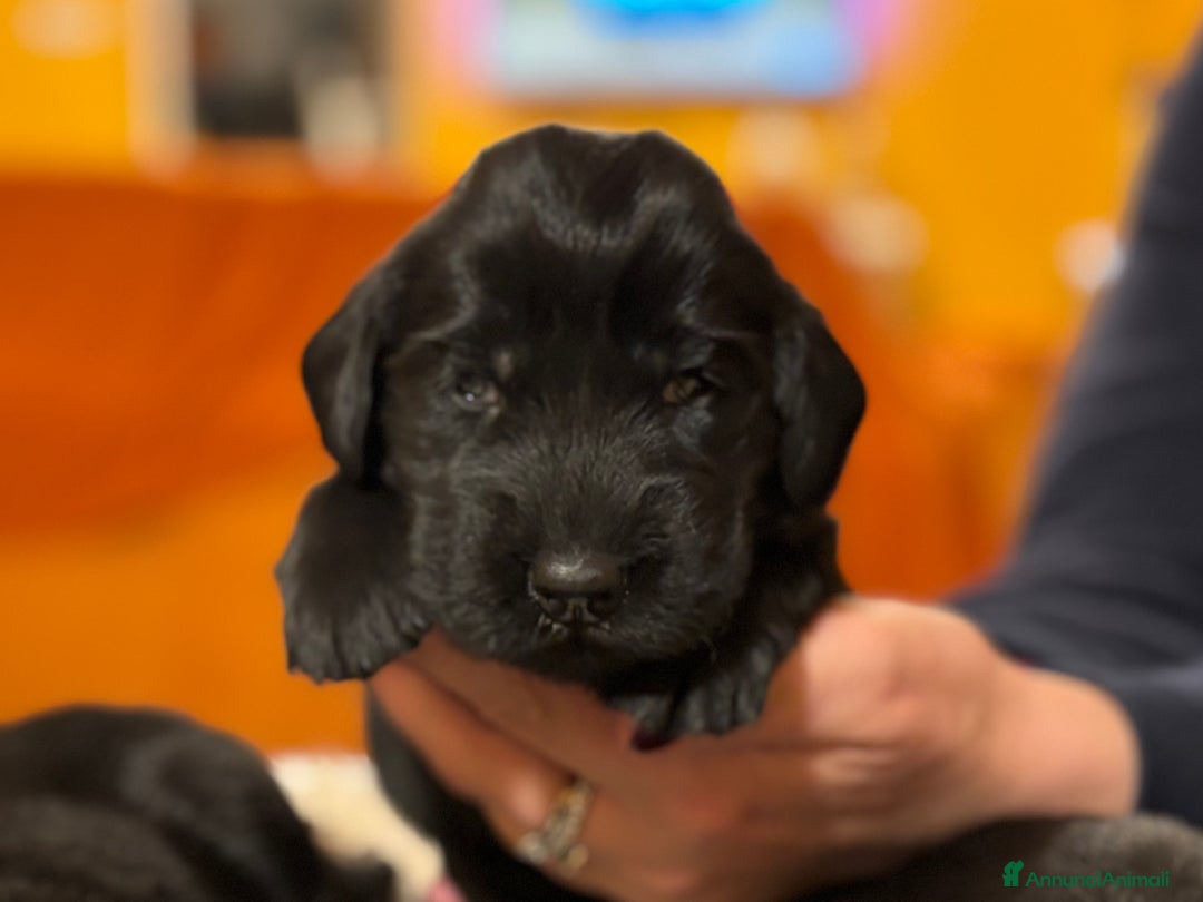 Flat Coated cani in vendita: Cuccioli Flat Coated Retriever - Annuncio 6