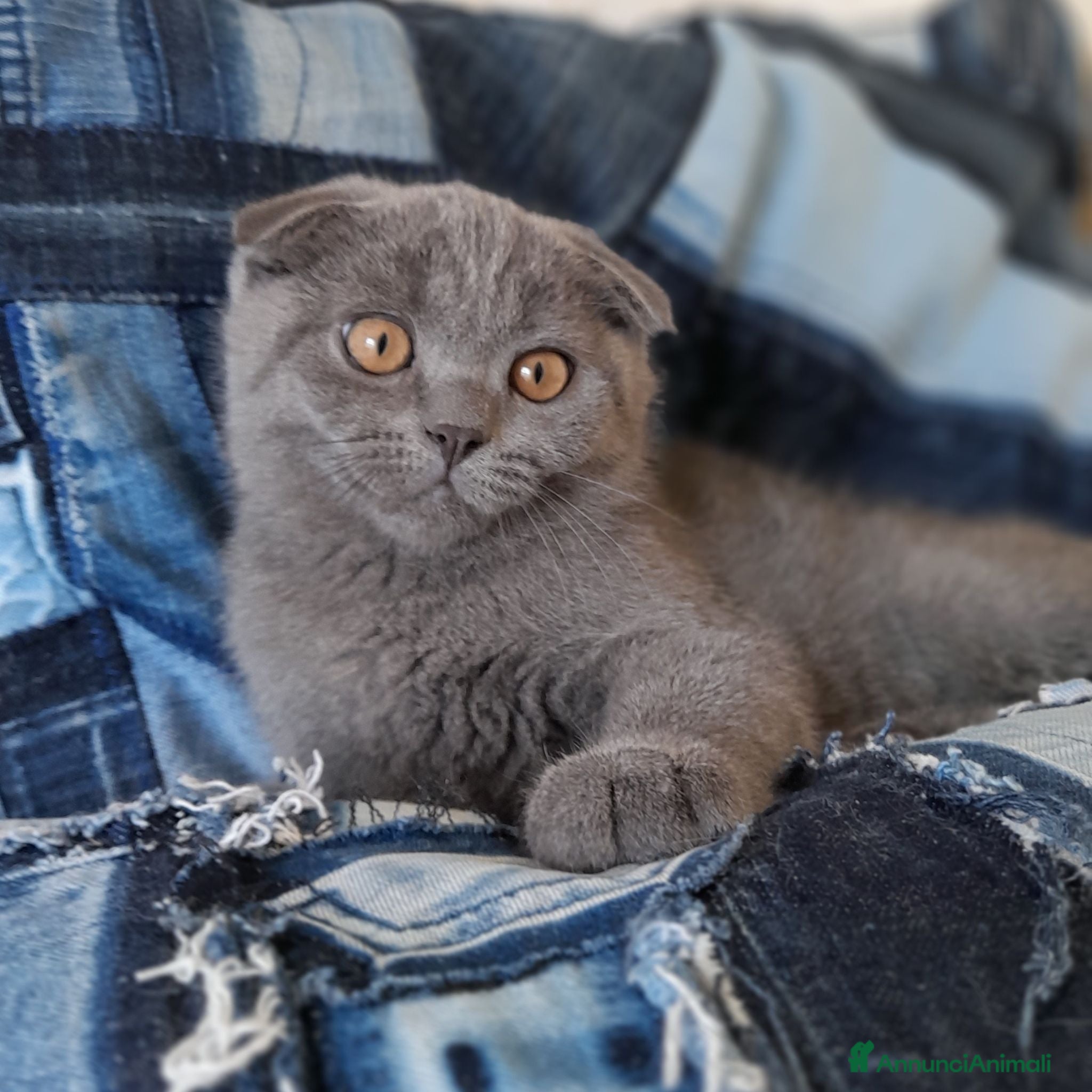 Scottish gatti Cucciolo Scottish  - Annuncio 1