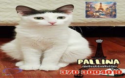 Europeo gatti in regalo: iss Frangetta e Pandino 💕 - Immagine 6