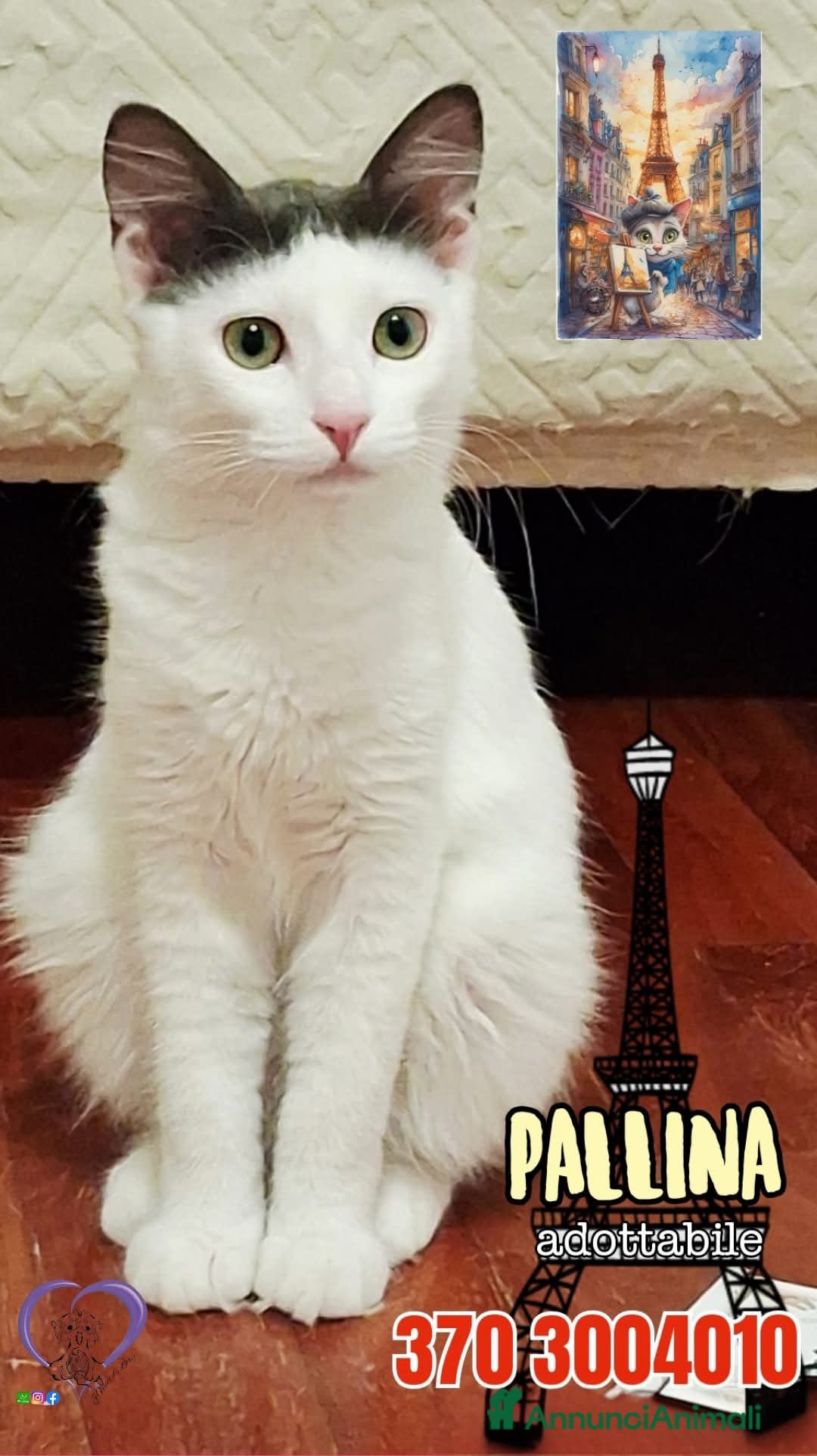 Europeo gatti in regalo: iss Frangetta e Pandino 💕 - Immagine 6