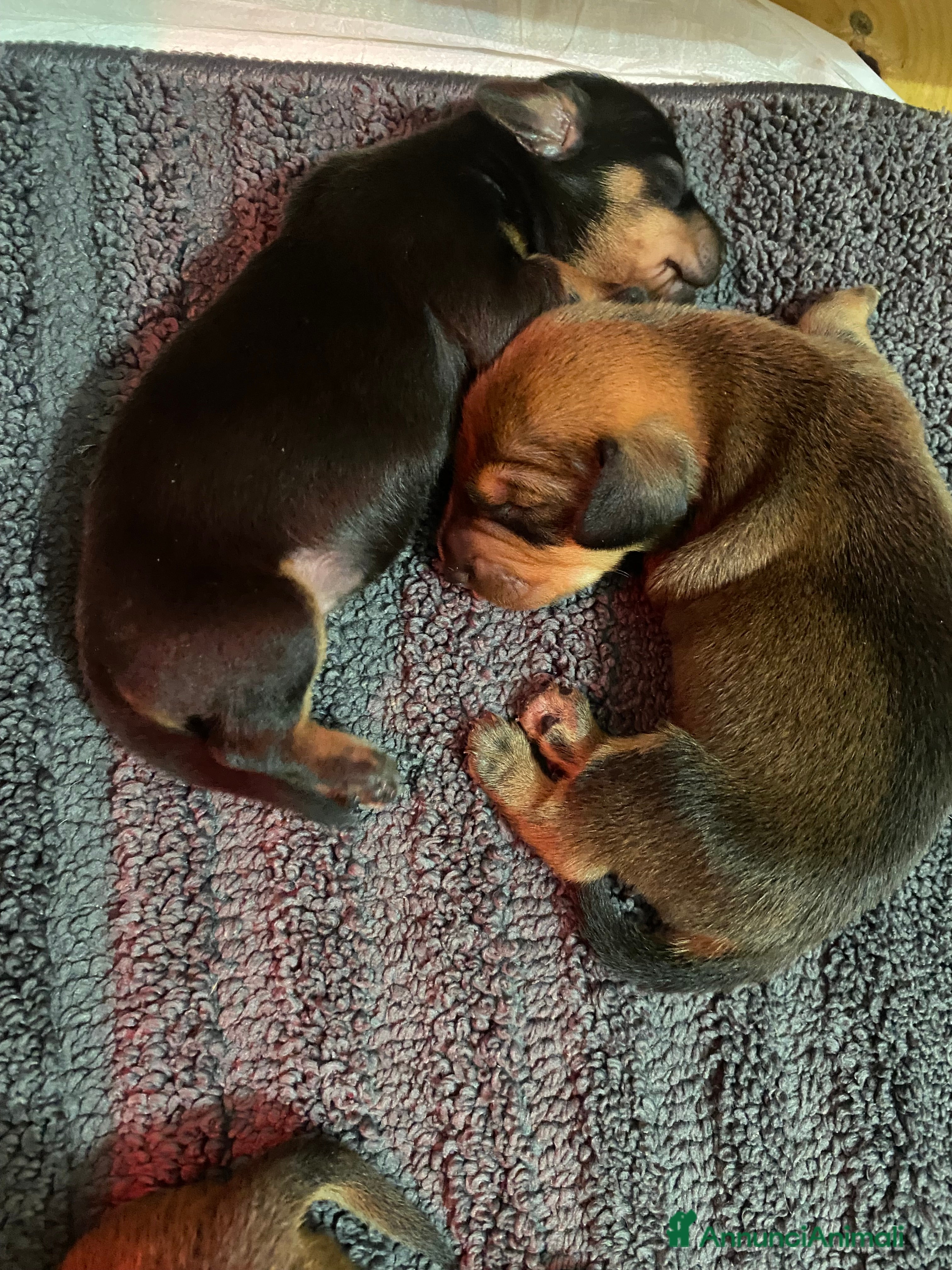 Bassotto cani Bassotto tedesco nano - Annuncio 2