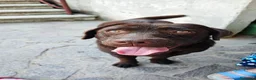 Labrador cani in vendita: Cuccioli di Labrador con Pedigree a Provincia di Rovigo - Annuncio 2