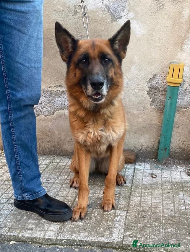 Pastore Tedesco cani Pastore Ted. femmina 5anni e 1/2 rimasta solaSICIL - Annuncio 1