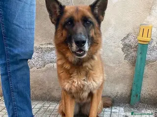 Pastore Tedesco cani Pastore Ted. femmina 5anni e 1/2 rimasta solaSICIL - Annuncio 1