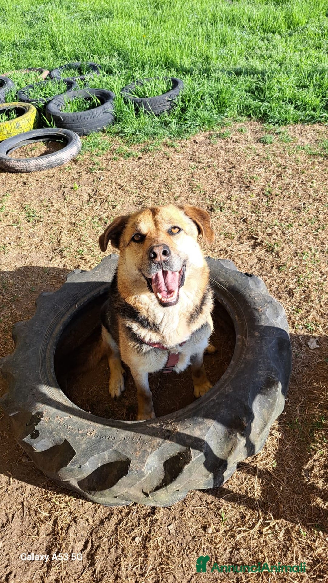 Meticcio cani in regalo: Simil Pastore tedesco 4anni salvato 2anni fa BG - Annuncio 6