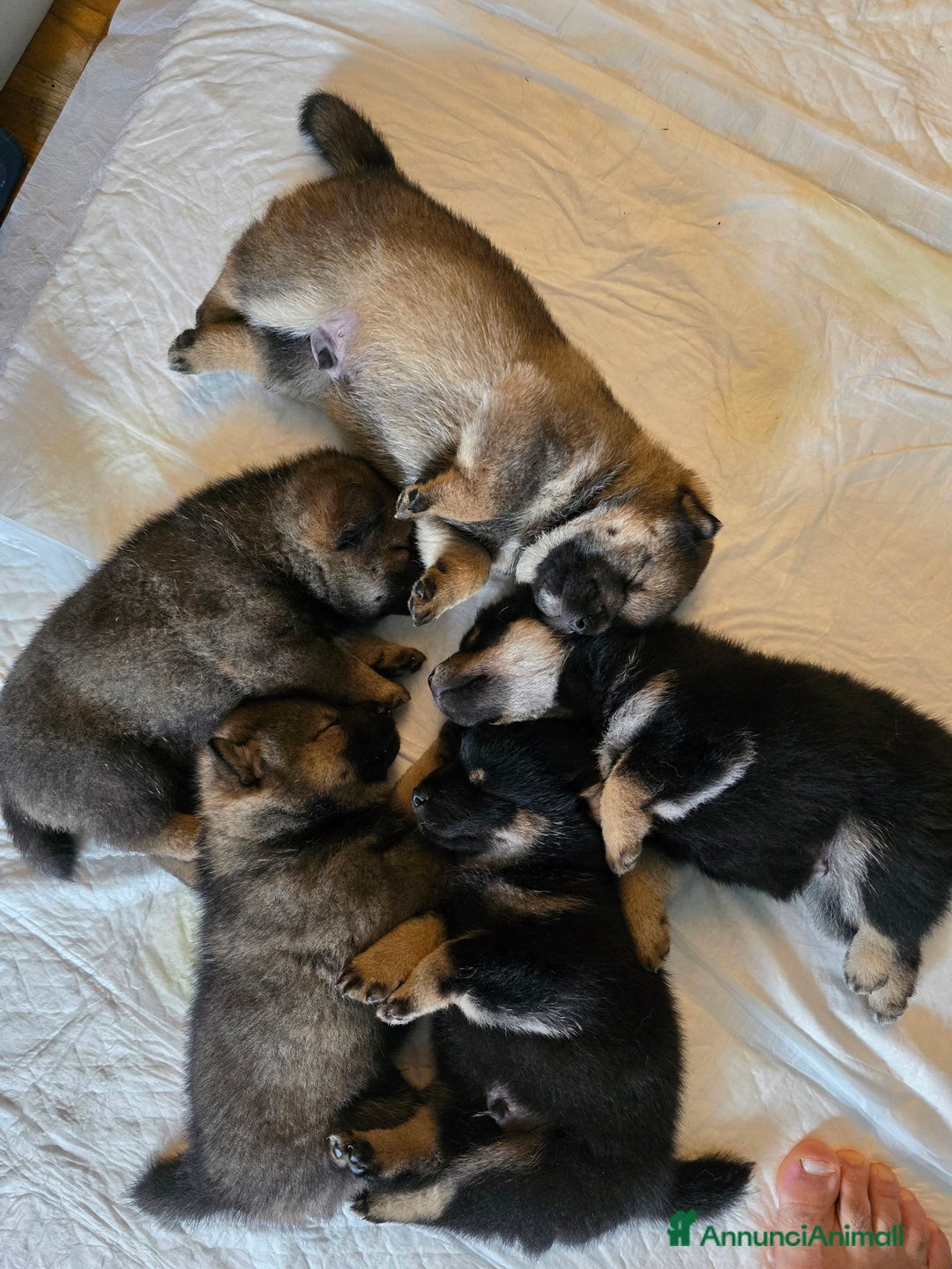 Shiba Inu cani in vendita: Cuccioli Shiba Inu sani ed equilibrati - Immagine 4