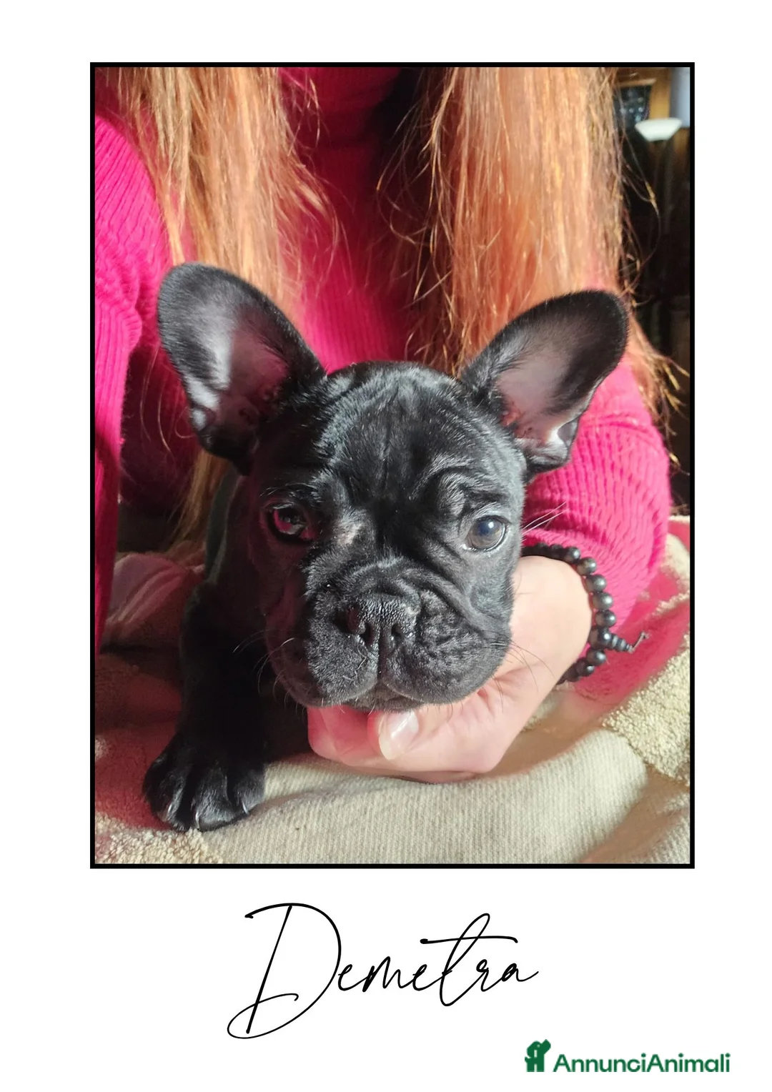 Bulldog Francese cani in vendita: Disponibili cuccioli di Bulldog Francese - Annuncio 13