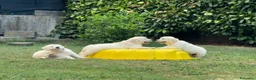 Golden Retriever cani in vendita: Disponibili cuccioli maschi di Golden Retriever  - Annuncio 19