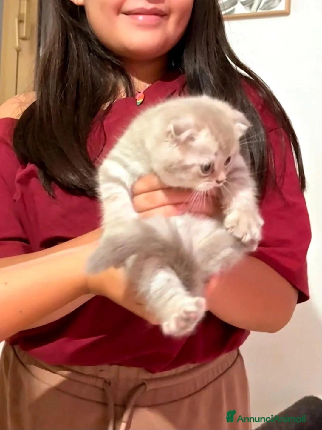 Scottish gatti in vendita: Gattina Scottish Fold - Annuncio 7