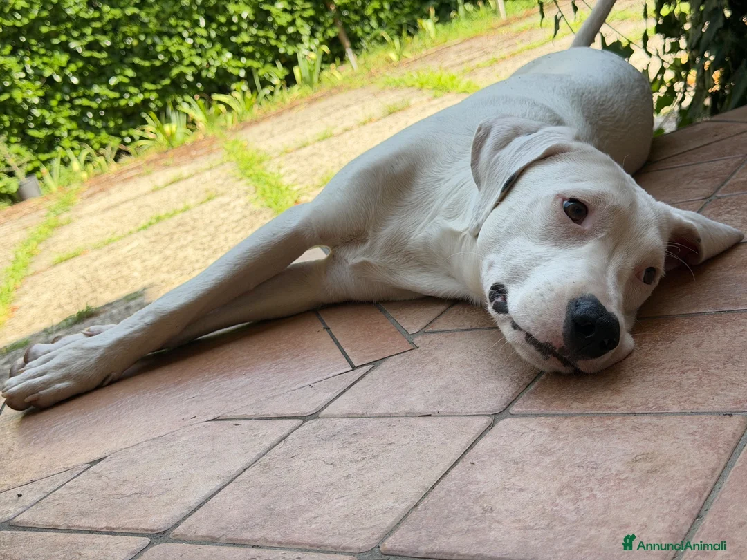 Meticcio cani in regalo: Alice a Provincia di Vicenza - Annuncio 2