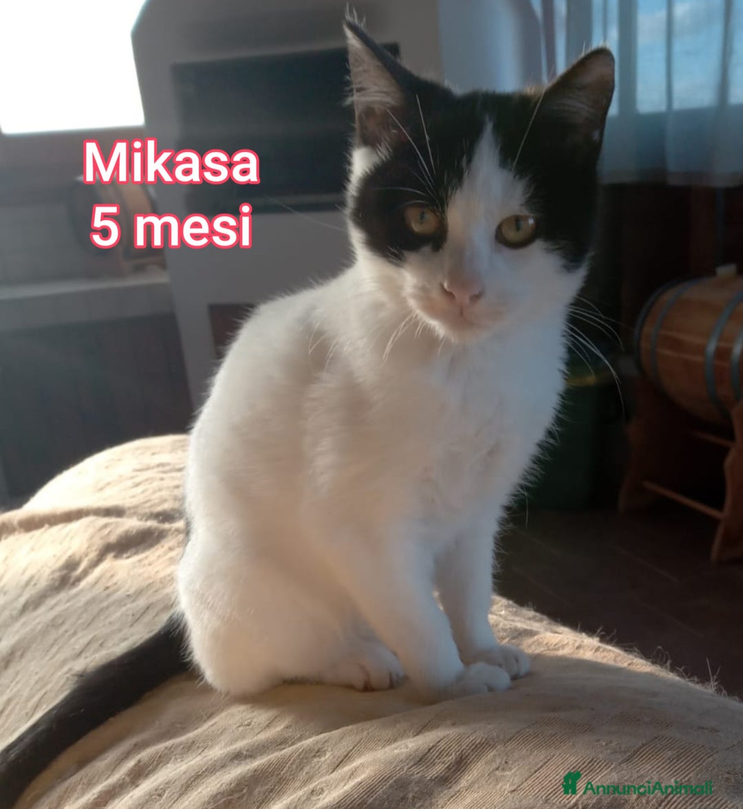 Altre razze gatti in regalo: TANTI MICINI SOLI  - Annuncio 10