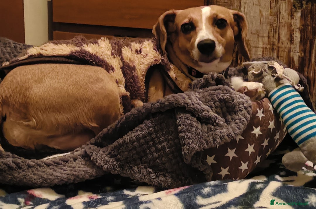 Meticcio gatti in regalo: Cagnolina incrocio Beagle  - Annuncio 4