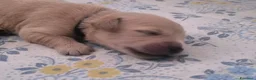 Golden Retriever cani in vendita: Cuccioli di Golden retriever con pedigree ENCI  - Annuncio 23